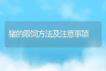 猪的限饲方法及注意事项