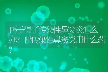 鸭子得了传染性鼻窦炎怎么办？鸭传染性鼻窦炎用什么药？