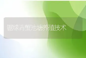 锯缘青蟹池塘养殖技术