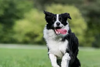 边境牧羊犬怎么训练握手？