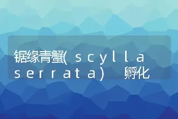 锯缘青蟹(scylla serrata) 孵化