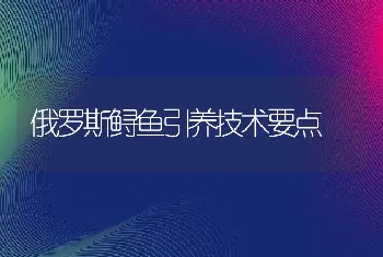 俄罗斯鲟鱼引养技术要点