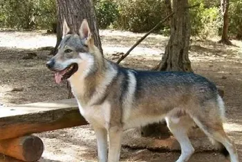 捷克狼犬资料介绍_捷克狼犬图片大全_捷克狼犬饲养方法