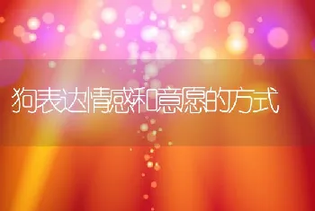 狗表达情感和意愿的方式