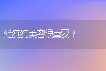 给狗狗美容很重要？