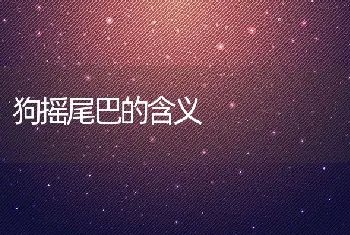 狗摇尾巴的含义