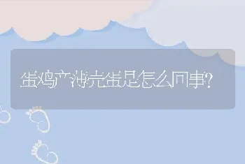 蛋鸡产薄壳蛋是怎么回事？