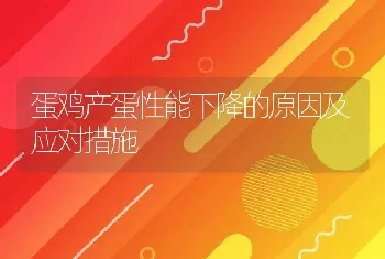 蛋鸡产蛋性能下降的原因及应对措施