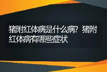 猪附红体病是什么病?猪附红体病有哪些症状