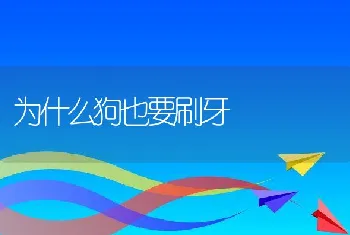 为什么狗也要刷牙