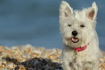 最小型犬有哪些_小型犬智商排名