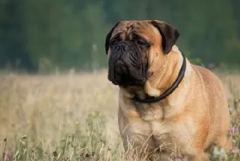 怎么训练马士提夫犬接飞盘 马士提夫獒犬接飞盘的训练教程