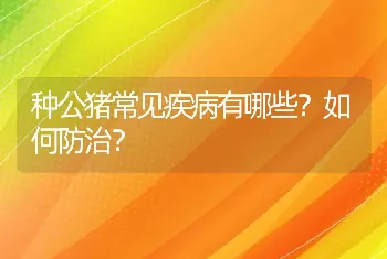 种公猪常见疾病有哪些？如何防治？