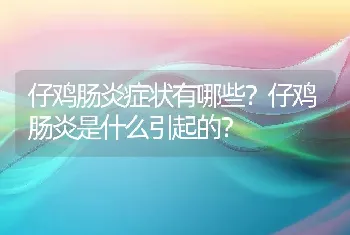 仔鸡肠炎症状有哪些？仔鸡肠炎是什么引起的？