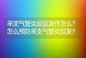 羊支气管炎反复发作怎么？怎么预防羊支气管炎复发？