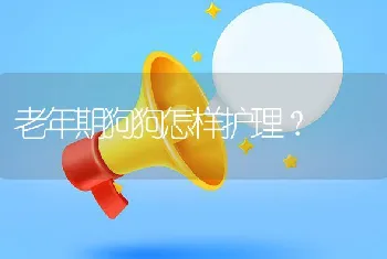 老年期狗狗怎样护理？