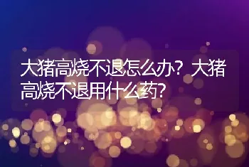 大猪高烧不退怎么办？大猪高烧不退用什么药？