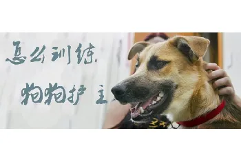 怎么训练狗狗护主