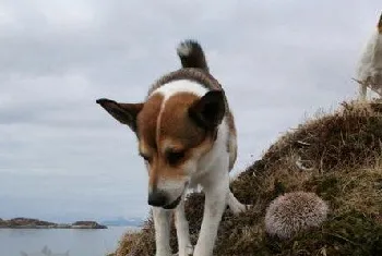 挪威伦德猎犬卧倒怎么训练 挪威伦德猎犬趴下训练教程