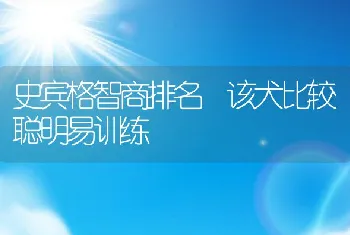 史宾格智商排名 该犬比较聪明易训练