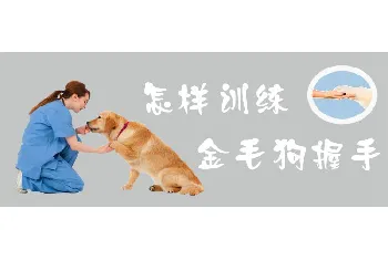 怎样训练金毛狗握手