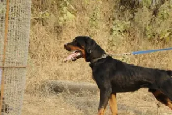 普罗特猎犬资料介绍_普罗特猎犬图片大全_普罗特猎犬饲养方法