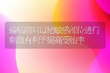 输精前对母猪敏感部位进行刺激有利于提高受胎率