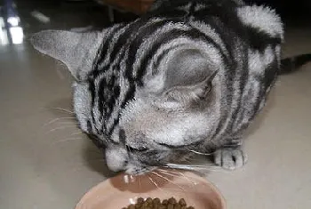 猫咪靠味觉识别有害食物？