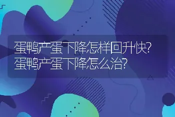 蛋鸭产蛋下降怎样回升快?蛋鸭产蛋下降怎么治?