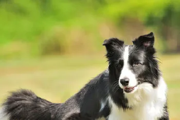 怎么能让边境牧羊犬心甘情愿的刷牙？