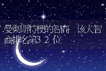 曼彻斯特梗的智商 该犬智商排名第32位