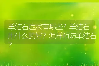 羊结石症状有哪些？羊结石用什么药好？怎样预防羊结石？