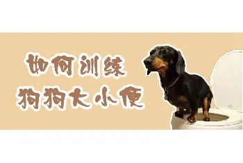 如何训练狗狗大小便