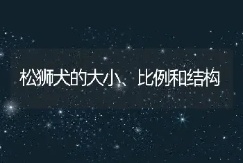 松狮犬的大小、比例和结构