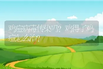 鸡痘病毒传染吗?鸡得了鸡痘怎么治？