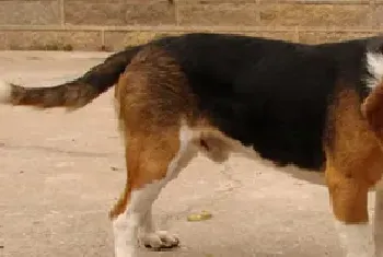 猎兔犬/比格犬资料介绍_猎兔犬/比格犬图片大全_猎兔犬/比格犬饲养方法