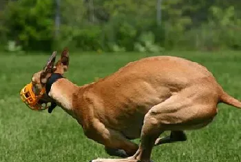 灵缇犬资料介绍_灵缇犬图片大全_灵缇犬饲养方法