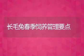 长毛兔春季饲养管理要点