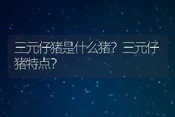 三元仔猪是什么猪？三元仔猪特点？