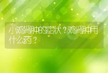 小鸡肾肿的症状？鸡肾肿用什么药？