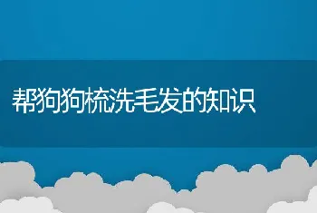 帮狗狗梳洗毛发的知识