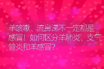 羊咳嗽、流鼻涕不一定都是感冒！如何区分羊肺炎、支气管炎和羊感冒？