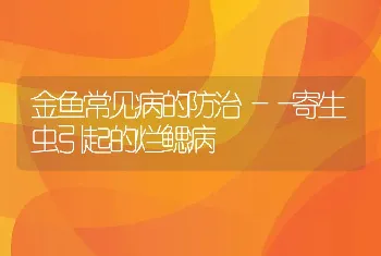 金鱼常见病的防治――寄生虫引起的烂鳃病