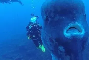 葡萄牙海岸附近惊现5米翻车鱼 潜水员仅有鱼鳍大