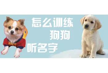 怎么训练狗狗听名字