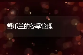 蟹爪兰的冬季管理