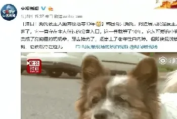 东北小哥收养上百只流浪狗被朋友圈刷屏