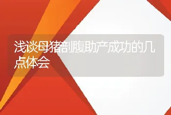 浅谈母猪剖腹助产成功的几点体会