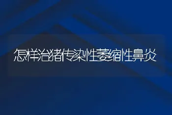 怎样治猪传染性萎缩性鼻炎