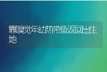 靠嗅觉年幼热带鱼返回出生地